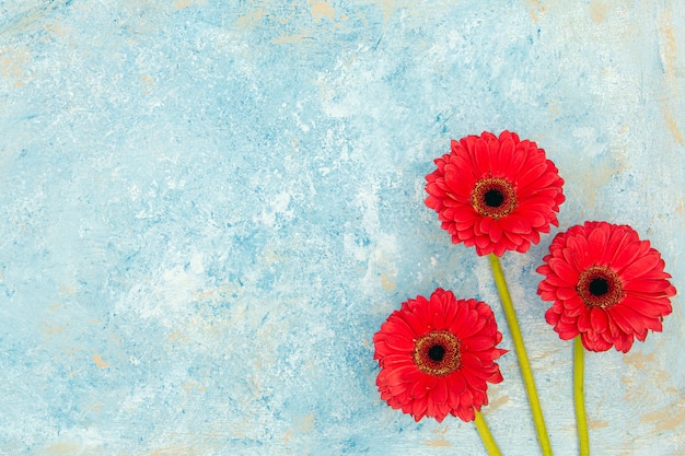 Flores frescas de primavera roja sobre fondo azul con textura