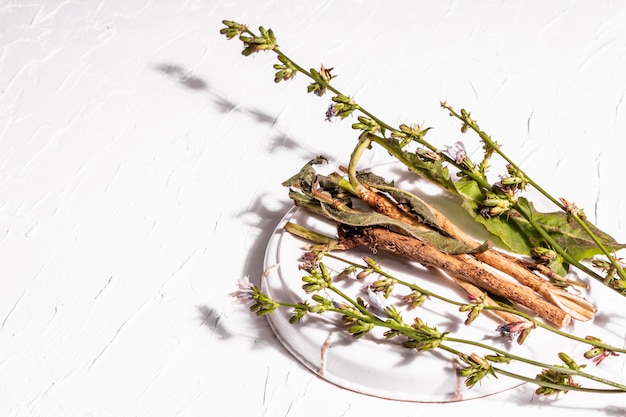 Flores frescas y raíces de achicoria sobre un soporte de cerámica. Ingredientes naturales para bebidas sin cafeína. Fondo de yeso blanco, espacio de copia