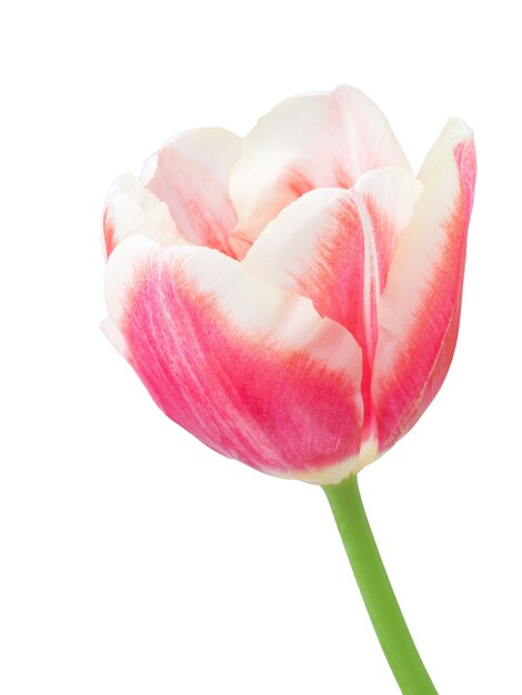 flores frescas recién cortadas tulipanes amarillos y rosas con hojas aisladas