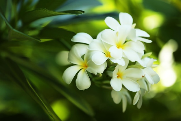 Flores frescas sobre hojas verdes closeup