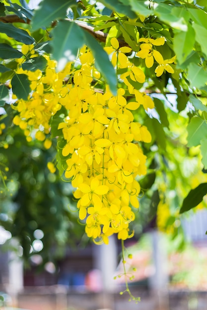 Las flores frescas son de color amarillo dorado.