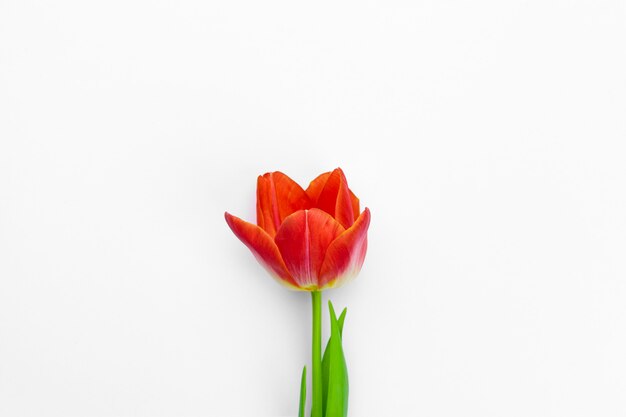 Foto flores frescas de tulipán aisladas