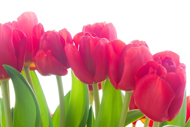 Flores frescas de tulipanes rojos