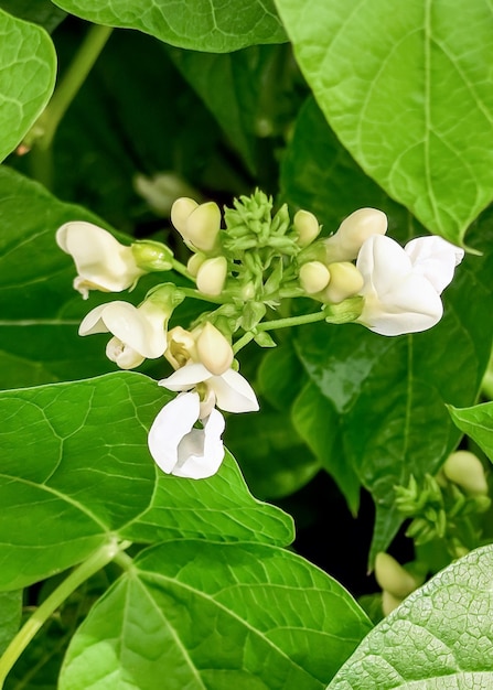 las flores de frijol blanco crecen en una granja de vegetales. concepto de cultivo de frijol