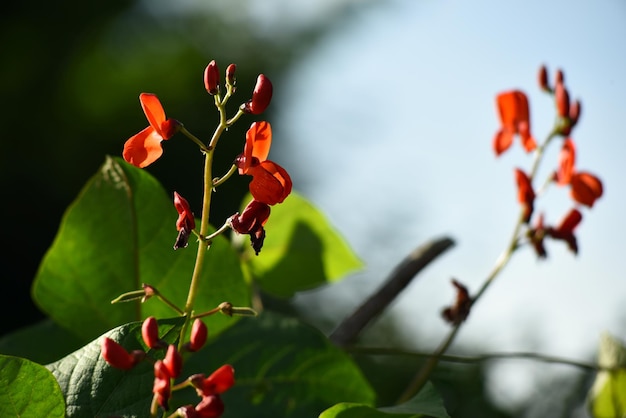 Foto flores de frijol blanco y rojo contra un fondo de cielo azul. los frijoles de jardín florecen durante el verano