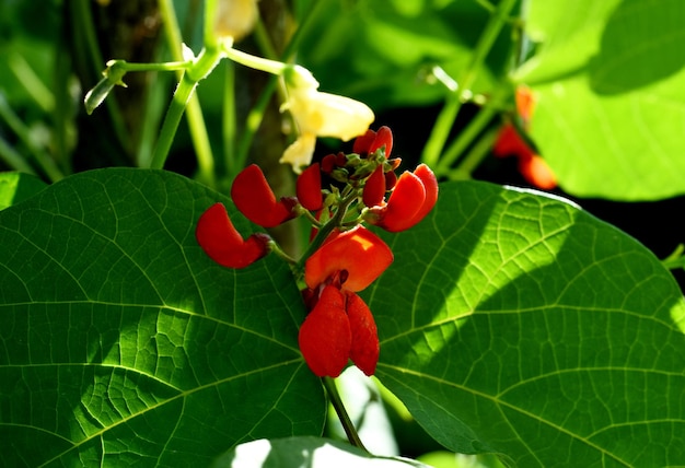 Flores de frijol blanco y rojo contra un fondo de cielo azul. Los frijoles de jardín florecen durante el verano