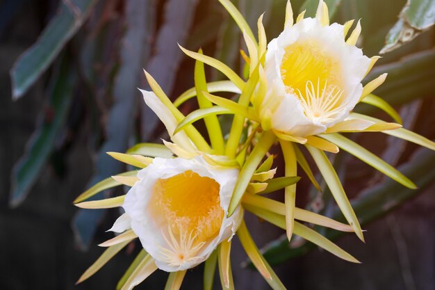 Flores de fruta de dragón blanco, flor amarilla de Gaysorn en árboles en un jardín con fondos borrosos.