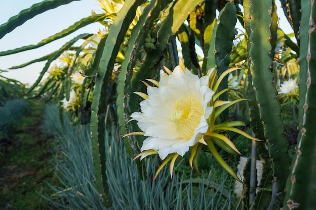 Flores de fruta del dragón en granja orgánica.