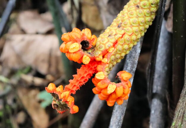 Flores y frutas en las ramas de árboles y plantas tropicales.