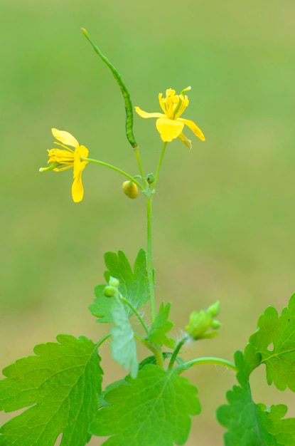 Flores y frutos de la celidonia mayor Chelidonium majus