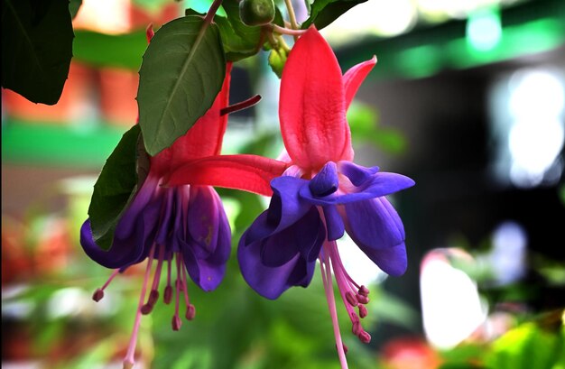 Flores fucsias rosadas y moradas durante el verano