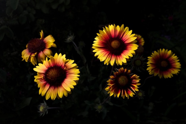 Flores Gaillardia spinosa sobre un fondo oscuro