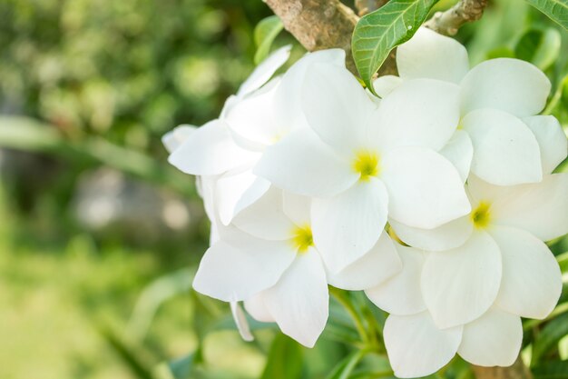 Flores gardenia jasminoides.