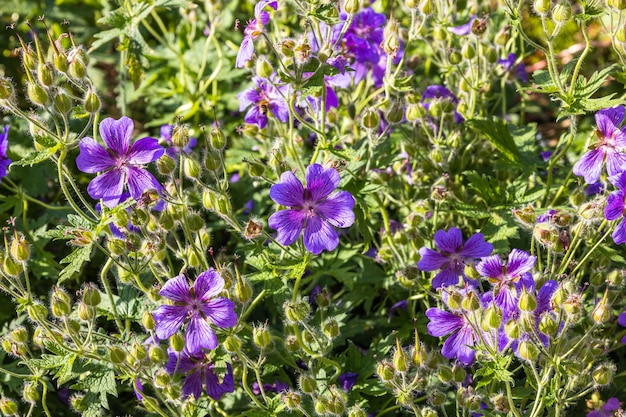 Las flores de geranio florecen en el jardín de verano