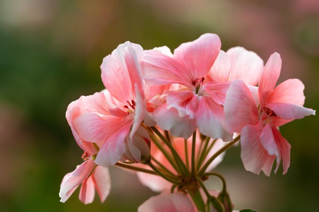 Flores de geranio en un jardín.