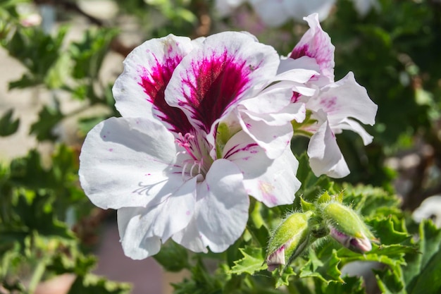 Flores de geranio Pelargonium