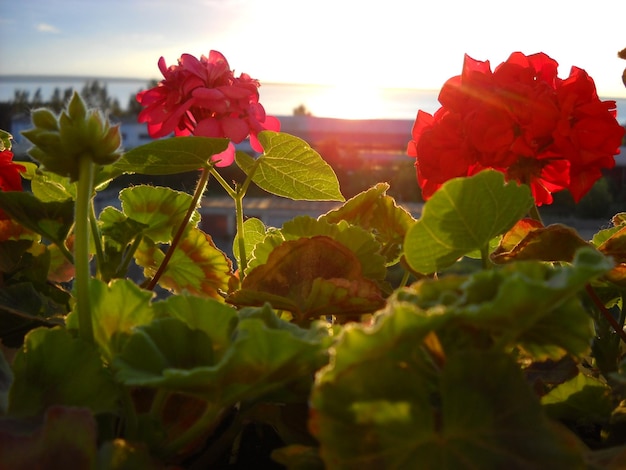 Flores de geranio rojo al sol de la mañana