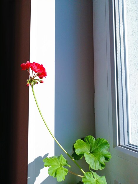 Las flores de geranio rojo están floreciendo en la ventana