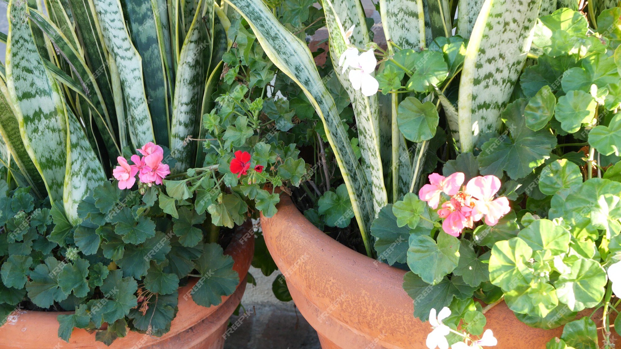 Las flores de geranio rojo florecen, botánico natural de cerca el fondo. pelargonium escarlata florece en maceta, jardín mexicano, jardinería doméstica en california, estados unidos. flora viva. colores vegetales vibrantes y jugosos. | Las flores de geranio rojo florecen, botánico natural de cerca el fondo. pelargonium escarlata florece en maceta, jardín mexicano, jardinería doméstica en california, estados unidos. flora viva. colores vegetales vibrantes y jugosos. |