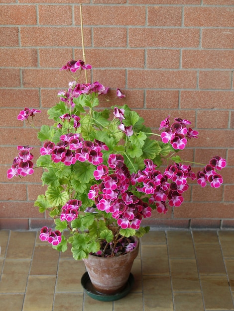 Flores de geranio rosa