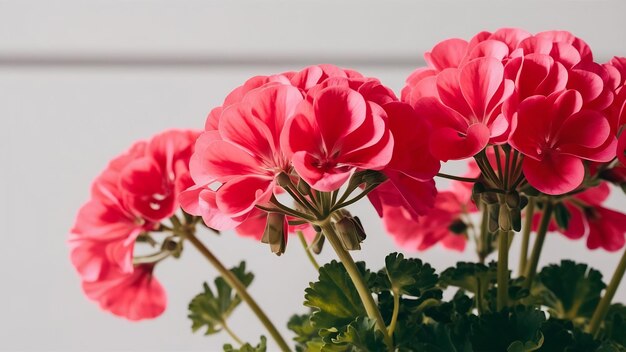 Foto flores de geranio rosado