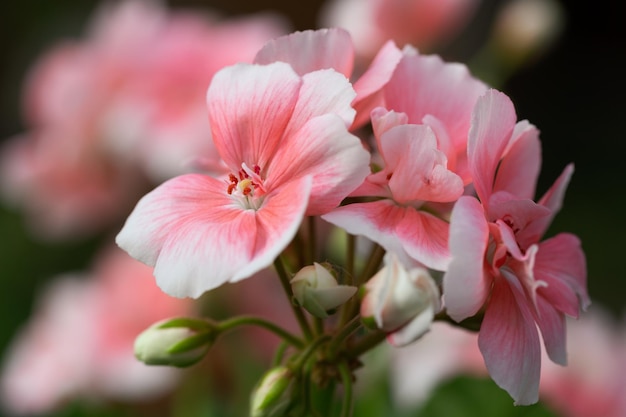 Foto las flores de geranio rosas.