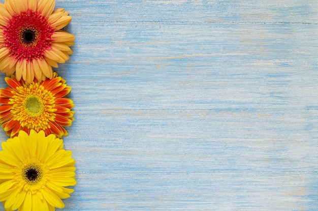 Flores de gerbera amarillas y rojas en el espacio de copia de diseño de borde de fondo de madera azul vintage