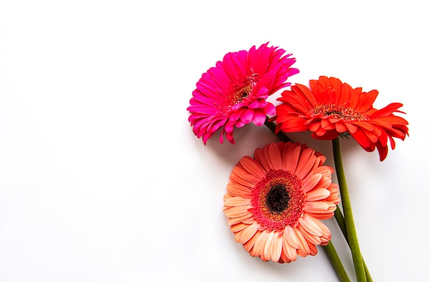 Flores gerbera brilhantes em um branco.