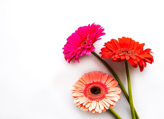 Flores de gerbera brillante sobre un blanco