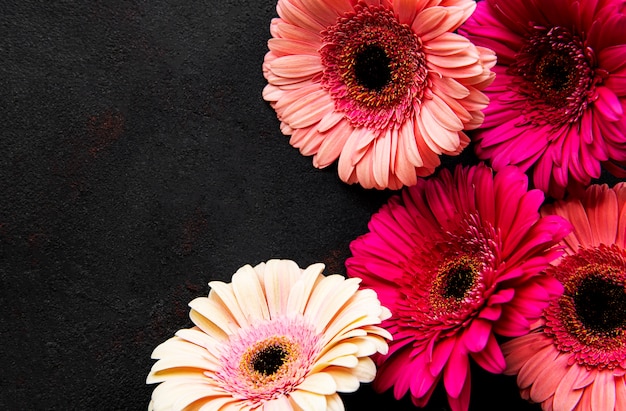 Flores de gerbera brillante sobre negro