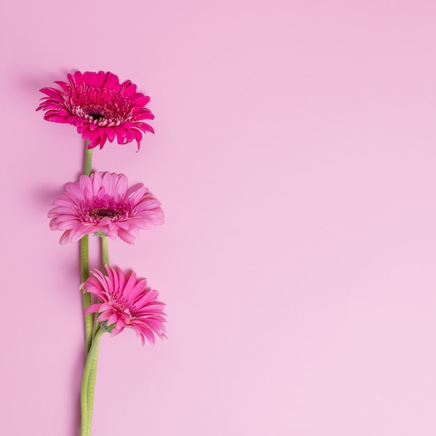 Flores de gerbera de colores sobre un fondo rosa