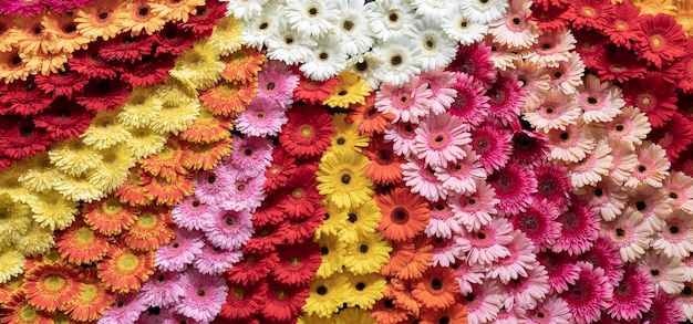 Flores de gerbera en el jardín.