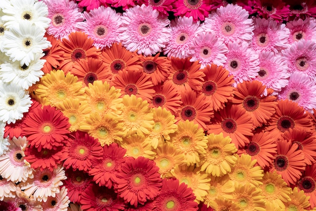 Flores de gerbera en el jardín.