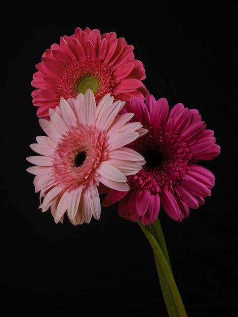 Flores de gerbera multicolor