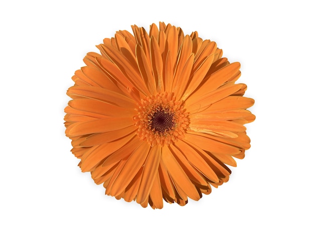 Flores de gerbera naranja aislado sobre un fondo blanco.