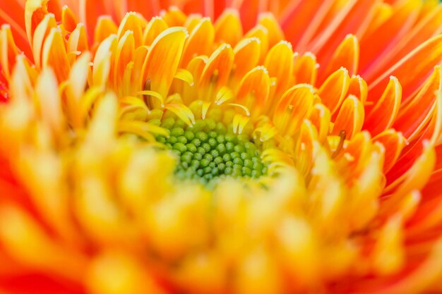 Flores de gerbera naranja cerrar fondo abstracto