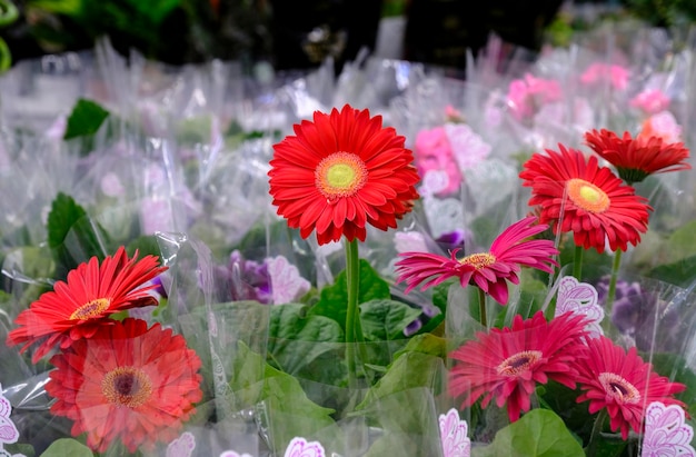 Foto flores de gerbera roja en flor de cerca en el mercado floral