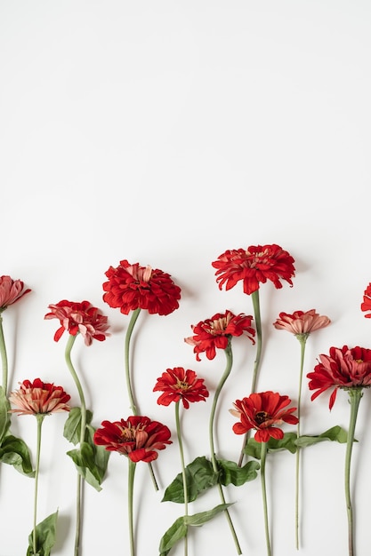 Flores de gerbera rojas sobre fondo blanco Composición floral mínima de vista plana superior