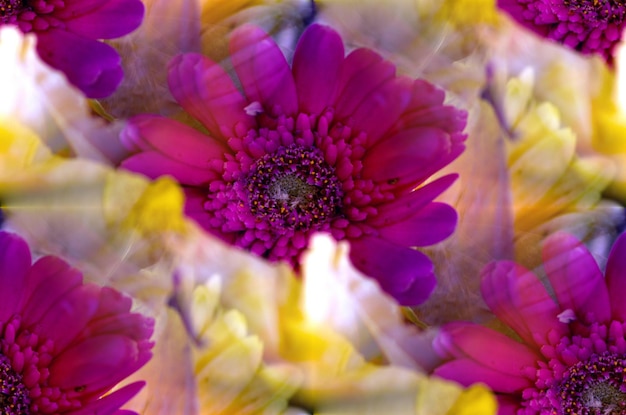 Foto flores de gerbera rosa y amarilla primer plano fondo floral