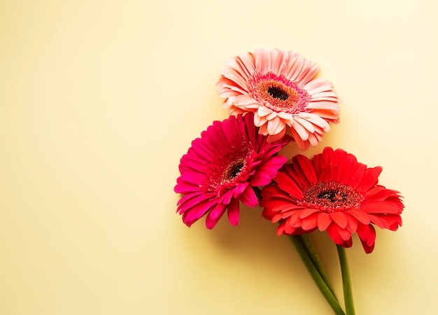 Foto flores de gerbera sobre un fondo amarillo. vista superior