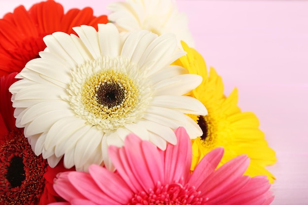 Flores de gerbera sobre fondo rosa de cerca