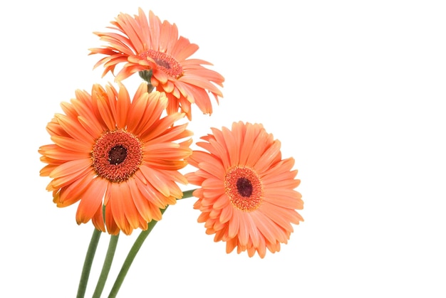 Flores de gerbera