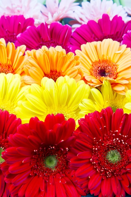 Foto flores de gerbera