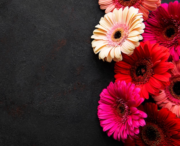 Flores de gerberas brillantes sobre un fondo de hormigón negro