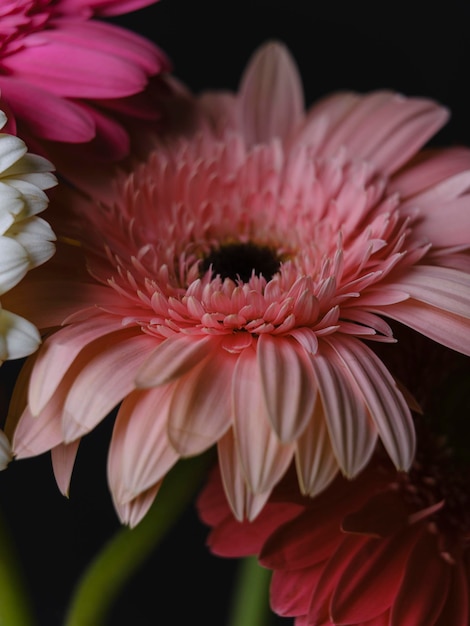 flores gérberas multicoloridas