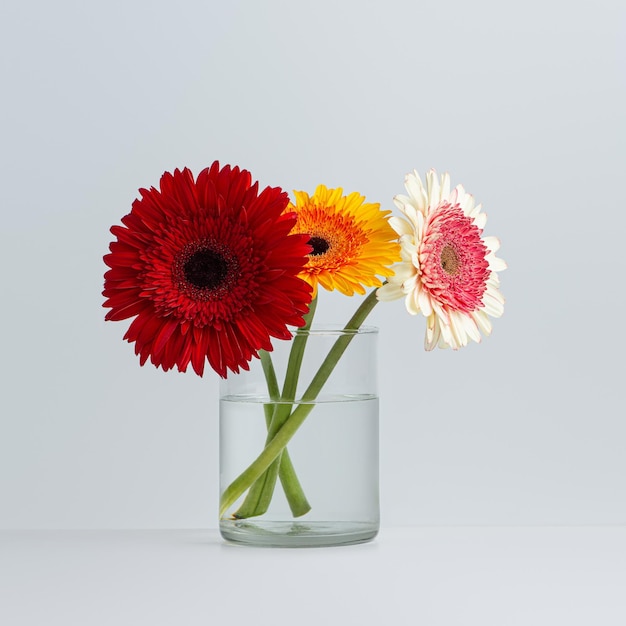 Flores de gerberia multicolores en un jarrón de vidrio sobre un fondo blanco