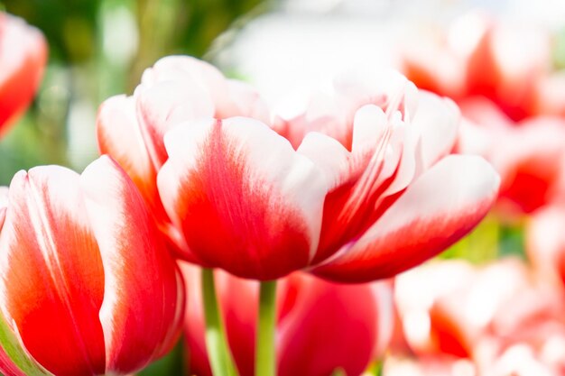 Flores gigantes de tulipas vermelhas e brancas