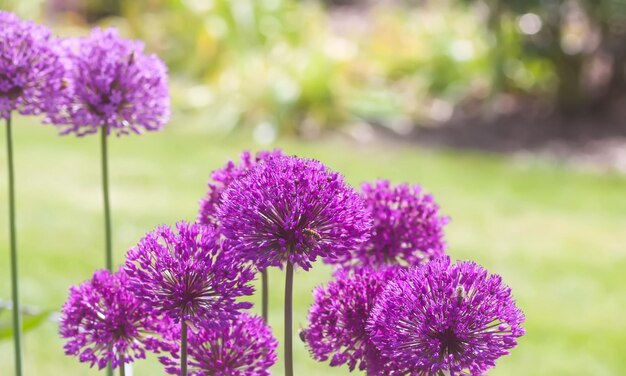 Flores gigantes violetas Allium Giganteum