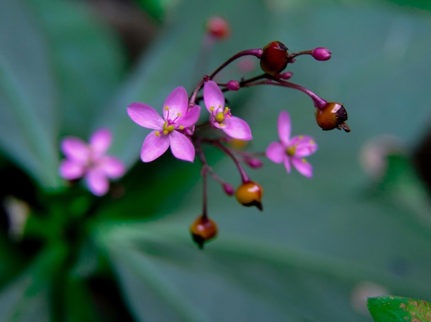 Las flores de ginseng javanés son rosas y tienen un tamaño pequeño.