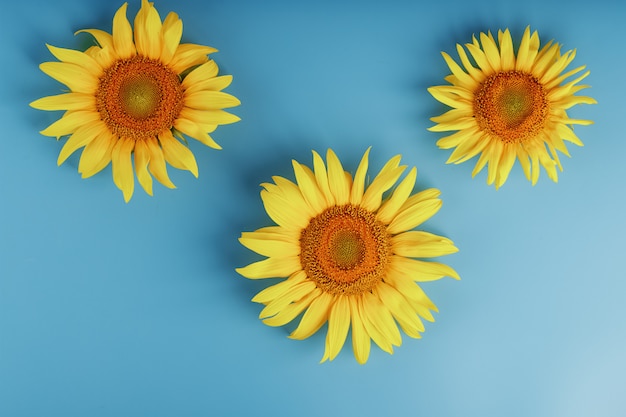 Flores de girasol en un azul